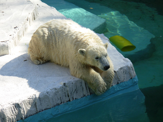 シロクマ17日本平動物園ロッシー2008｜ホッキョクグマと三角コーン