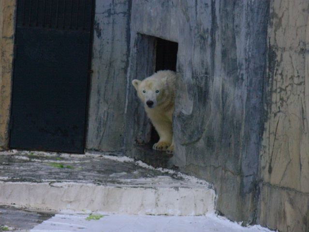 シロクマ18日本平動物園ロッシー2008｜ホッキョクグマと三角コーン