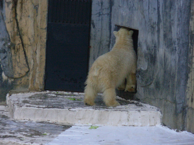 シロクマ19日本平動物園ロッシー2009｜ホッキョクグマと三角コーン