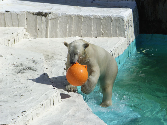 シロクマ3日本平動物園ロッシー2009｜ホッキョクグマと三角コーン