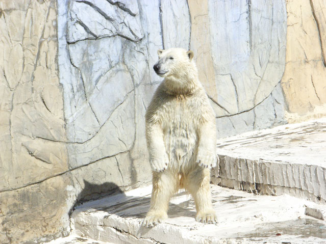 シロクマ4日本平動物園ロッシー2009｜ホッキョクグマと三角コーン