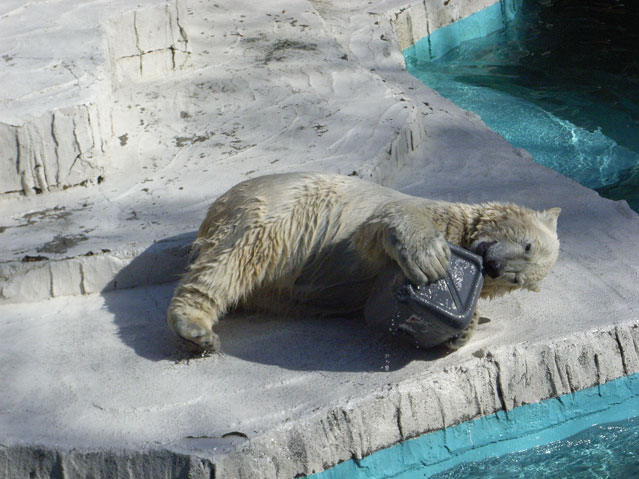 シロクマ6日本平動物園ロッシー2009｜ホッキョクグマと三角コーン