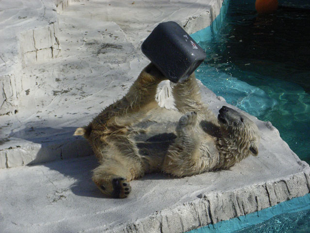 シロクマ7日本平動物園ロッシー2009｜ホッキョクグマと三角コーン