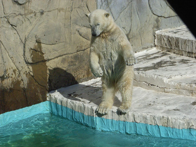 シロクマ8日本平動物園ロッシー2009｜ホッキョクグマと三角コーン
