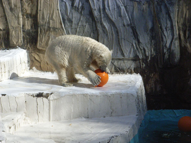 シロクマ9日本平動物園ロッシー2009｜ホッキョクグマと三角コーン