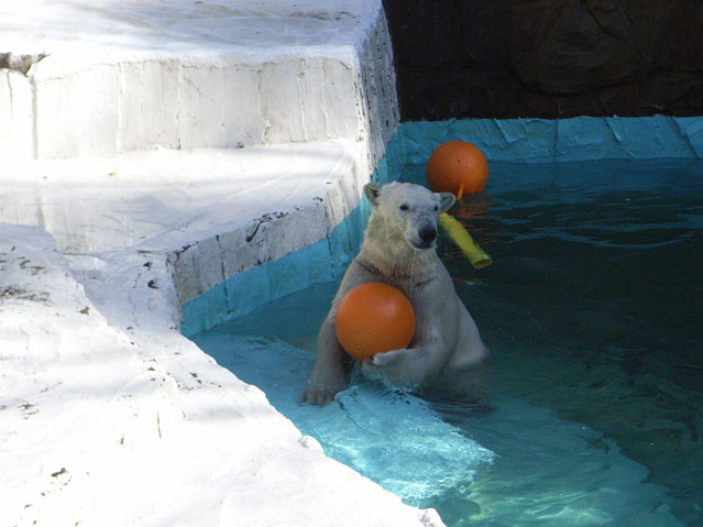 シロクマ10日本平動物園ロッシー2009｜ホッキョクグマと三角コーン