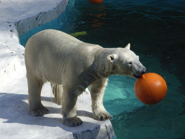 シロクマ11日本平動物園ロッシー2009｜ホッキョクグマと三角コーン