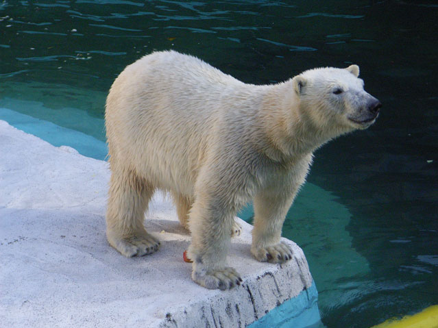 シロクマ12日本平動物園ロッシー2009｜ホッキョクグマと三角コーン