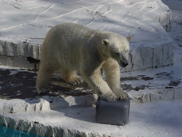 シロクマ13日本平動物園ロッシー2009｜ホッキョクグマと三角コーン