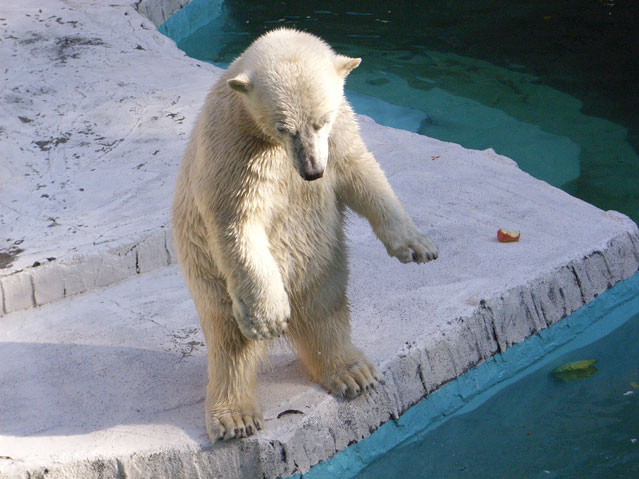 シロクマ14日本平動物園ロッシー2009｜ホッキョクグマと三角コーン