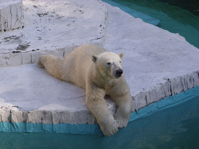 シロクマ15日本平動物園ロッシー2009｜ホッキョクグマと三角コーン