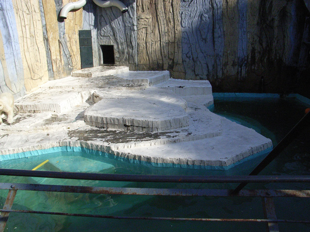 シロクマ17日本平動物園ロッシー2009｜ホッキョクグマと三角コーン