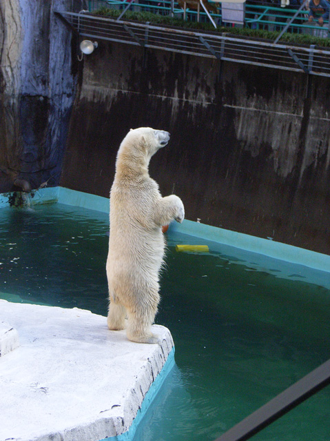 シロクマ21日本平動物園ロッシー2009｜ホッキョクグマと三角コーン