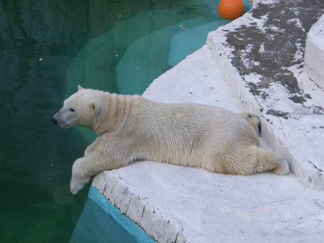 シロクマ22日本平動物園ロッシー2009｜ホッキョクグマと三角コーン