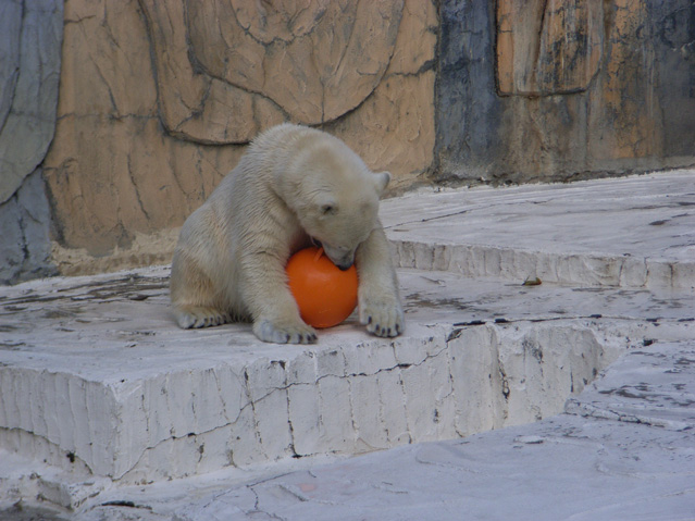 シロクマ23日本平動物園ロッシー2009｜ホッキョクグマと三角コーン