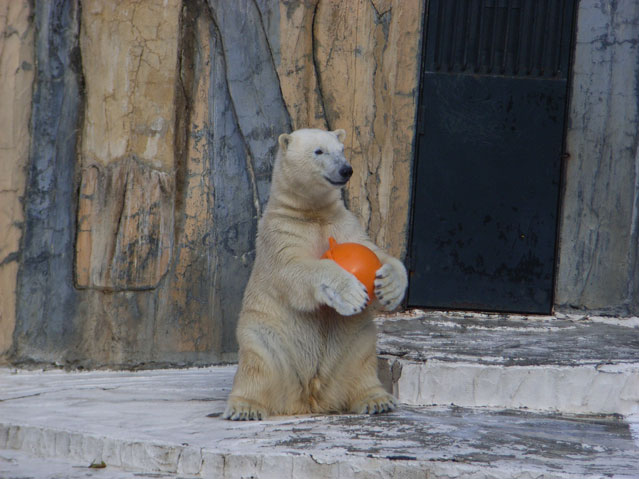 シロクマ24日本平動物園ロッシー2009｜ホッキョクグマと三角コーン