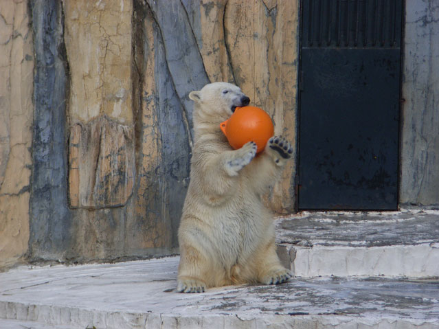 シロクマ25日本平動物園ロッシー2009｜ホッキョクグマと三角コーン
