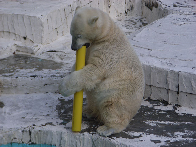 シロクマ26日本平動物園ロッシー2009｜ホッキョクグマと三角コーン