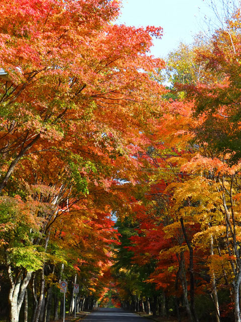 番外写真館紅葉1｜ホッキョクグマと三角コーン