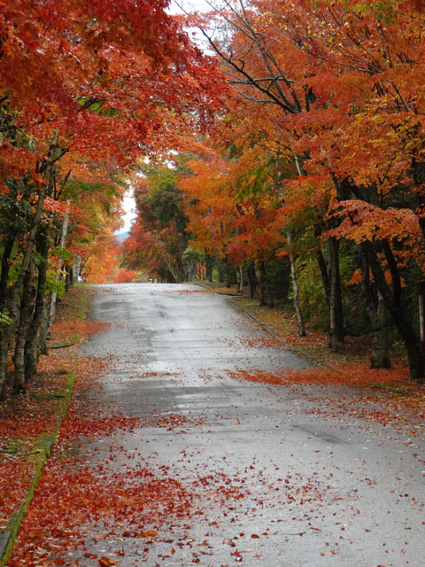 番外写真館紅葉10｜ホッキョクグマと三角コーン