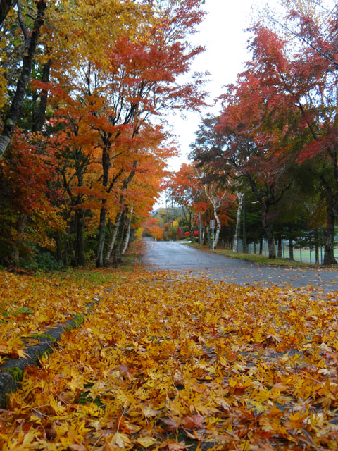 番外写真館紅葉11｜ホッキョクグマと三角コーン