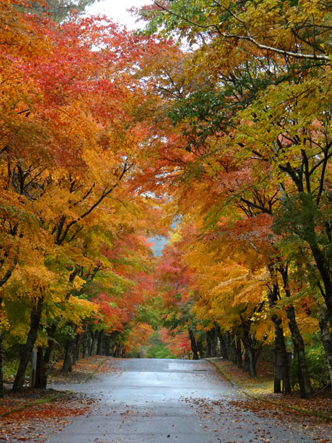 番外写真館紅葉12｜ホッキョクグマと三角コーン