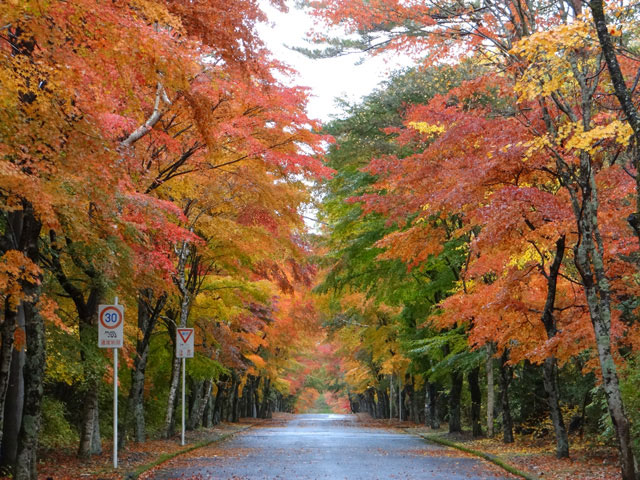 番外写真館紅葉14｜ホッキョクグマと三角コーン