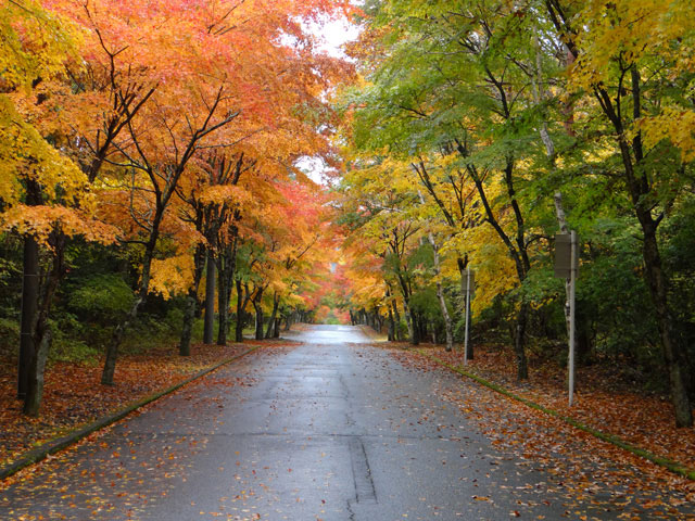 番外写真館紅葉15｜ホッキョクグマと三角コーン