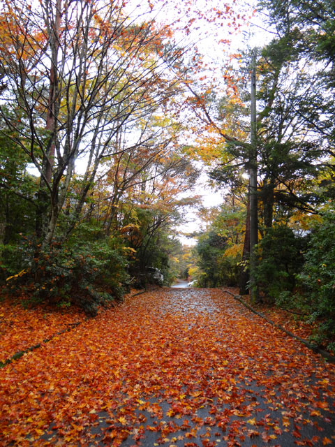 番外写真館紅葉16｜ホッキョクグマと三角コーン