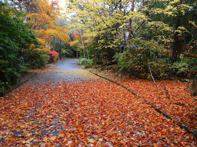 番外写真館紅葉17｜ホッキョクグマと三角コーン
