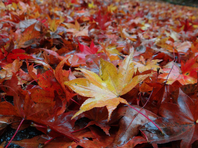 番外写真館紅葉18｜ホッキョクグマと三角コーン