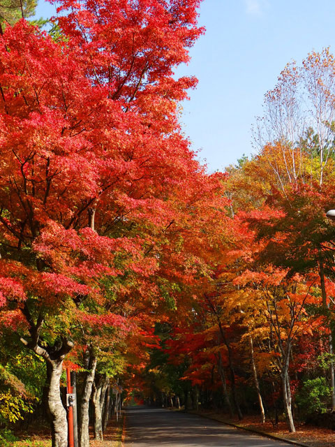 番外写真館紅葉2｜ホッキョクグマと三角コーン