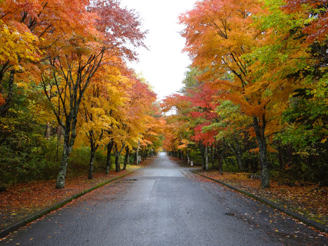 番外写真館紅葉3｜ホッキョクグマと三角コーン