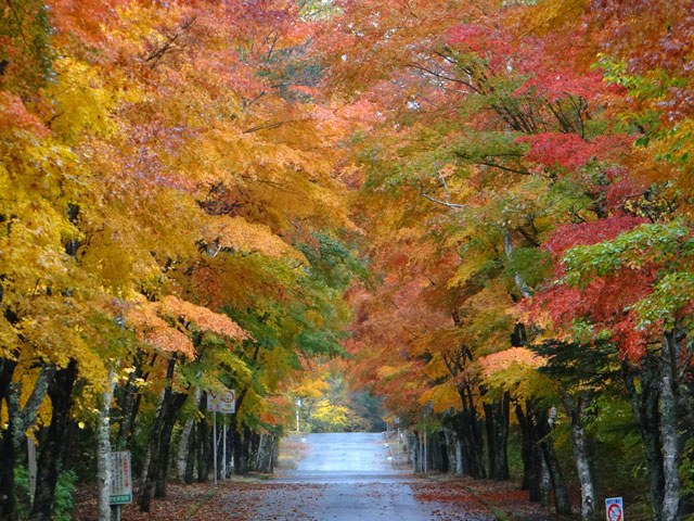 番外写真館紅葉4｜ホッキョクグマと三角コーン