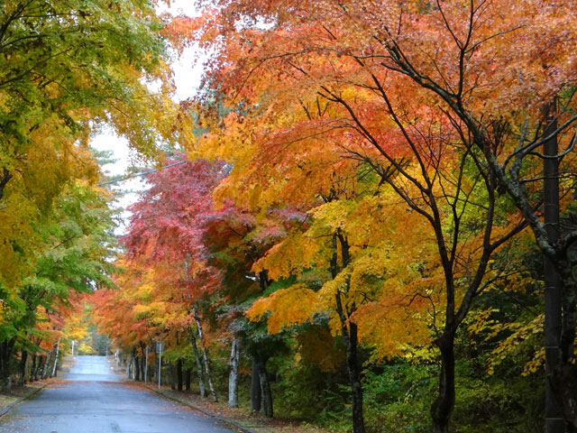 番外写真館紅葉5｜ホッキョクグマと三角コーン