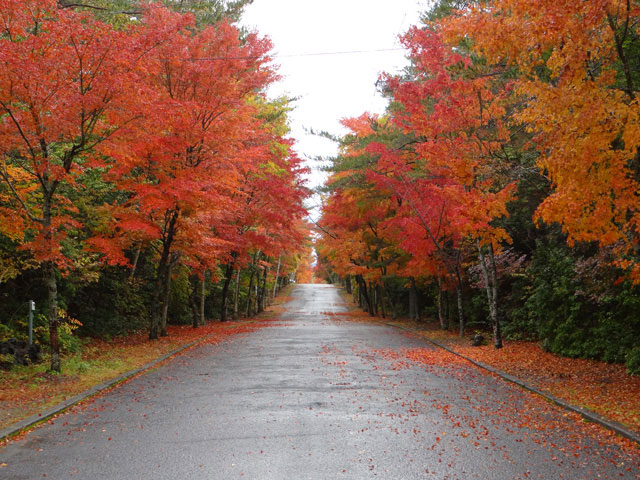 番外写真館紅葉8｜ホッキョクグマと三角コーン