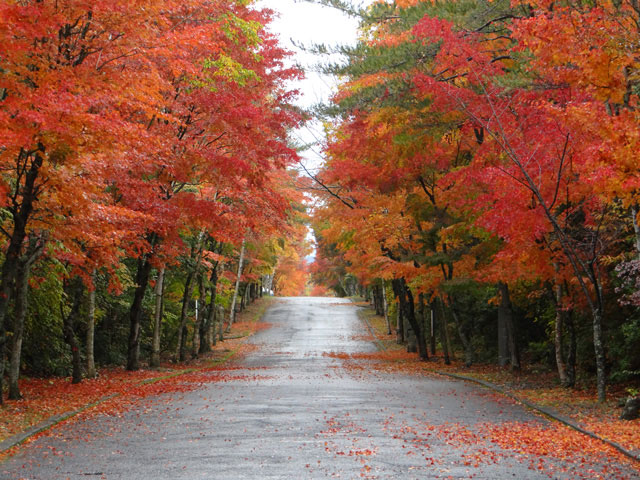 番外写真館紅葉9｜ホッキョクグマと三角コーン