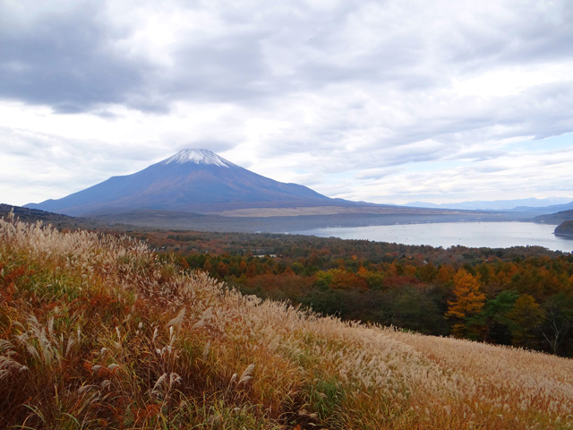 番外写真館紅葉19｜ホッキョクグマと三角コーン
