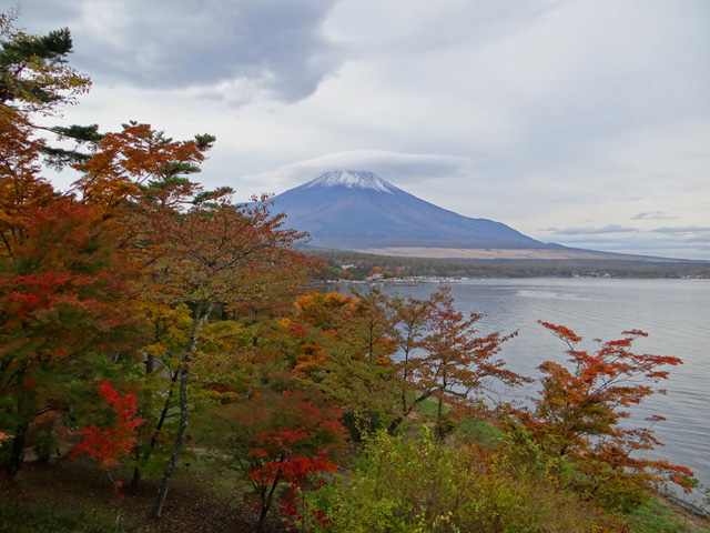 番外写真館紅葉29｜ホッキョクグマと三角コーン
