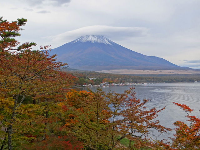 番外写真館紅葉30｜ホッキョクグマと三角コーン