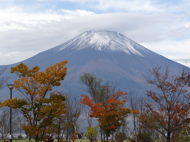番外写真館紅葉31｜ホッキョクグマと三角コーン
