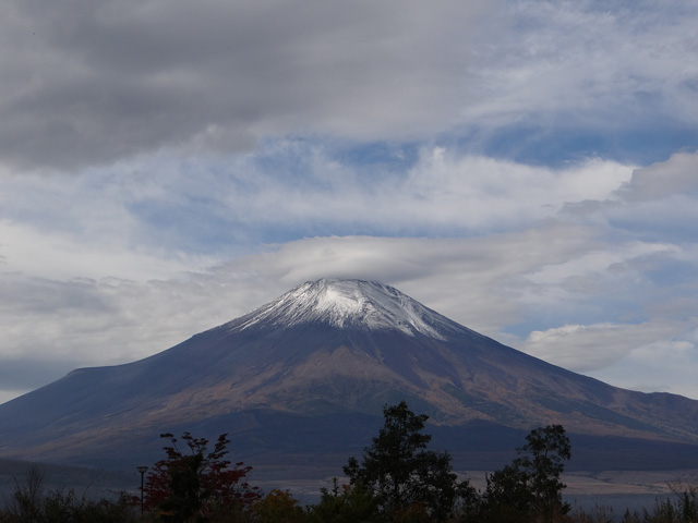 番外写真館紅葉32｜ホッキョクグマと三角コーン