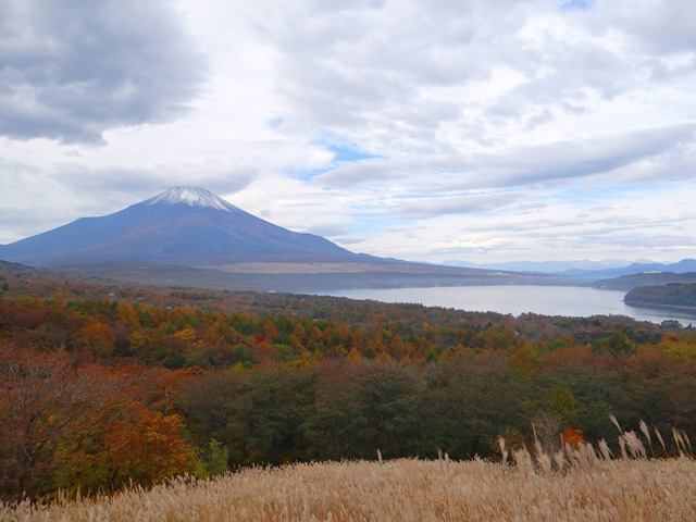 番外写真館紅葉20｜ホッキョクグマと三角コーン