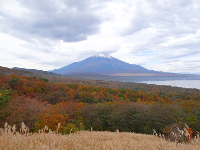 番外写真館紅葉21｜ホッキョクグマと三角コーン