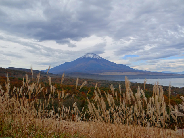 番外写真館紅葉22｜ホッキョクグマと三角コーン