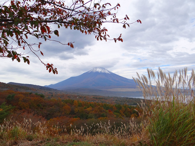番外写真館紅葉23｜ホッキョクグマと三角コーン