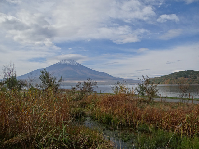 番外写真館紅葉24｜ホッキョクグマと三角コーン