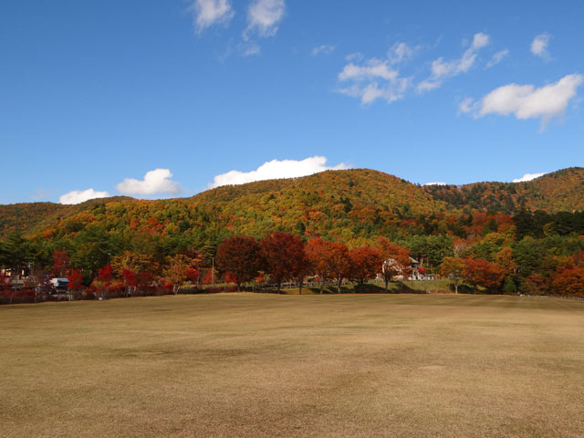 番外写真館紅葉35｜ホッキョクグマと三角コーン