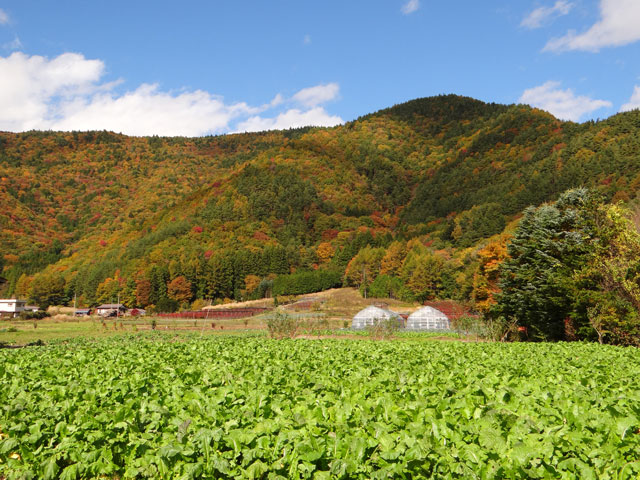 番外写真館紅葉44｜ホッキョクグマと三角コーン