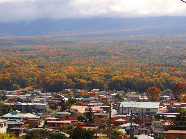 番外写真館紅葉45｜ホッキョクグマと三角コーン